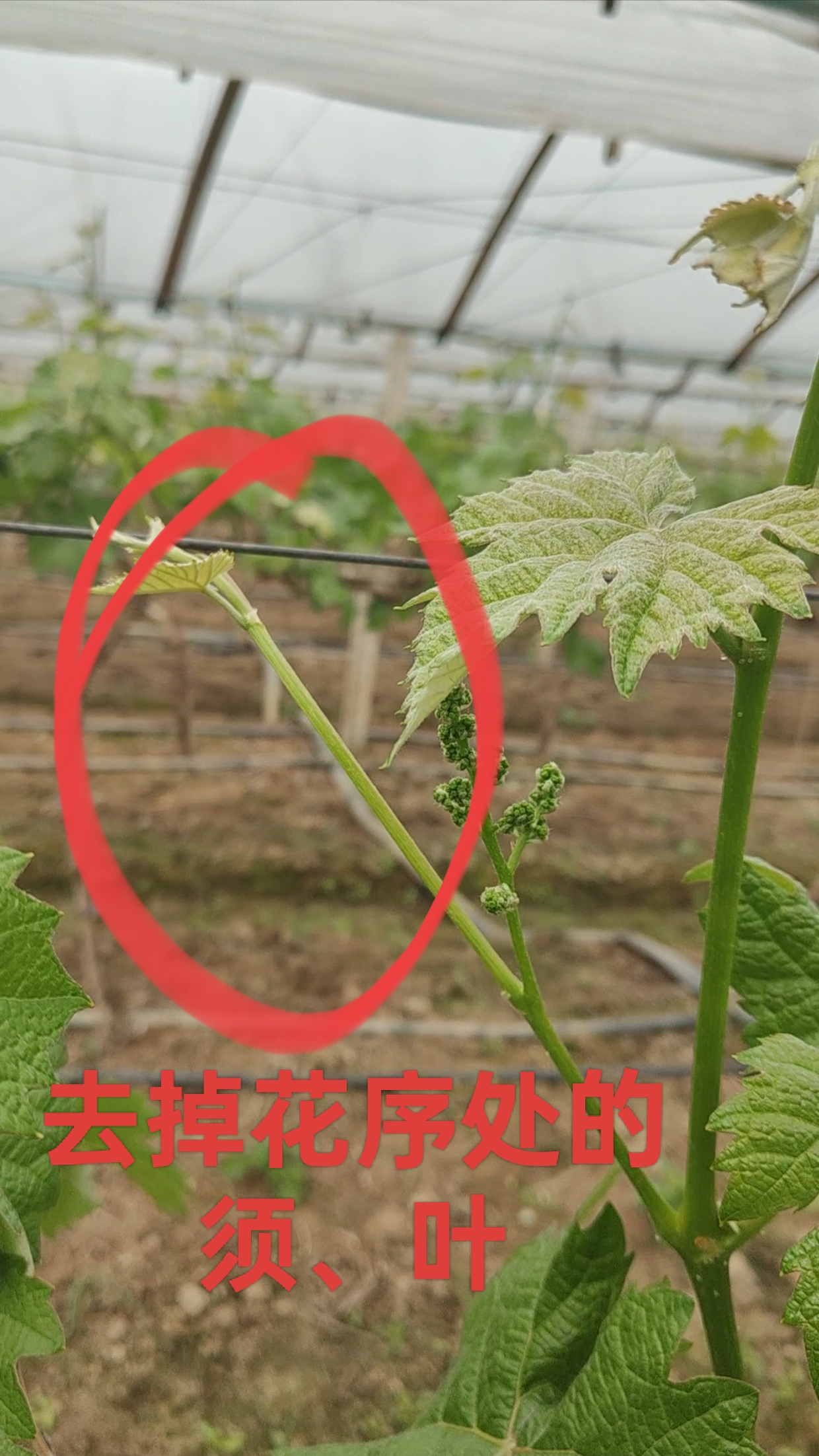 437必赢会员中心阿耶早方案阳光玫瑰花前管理1.png