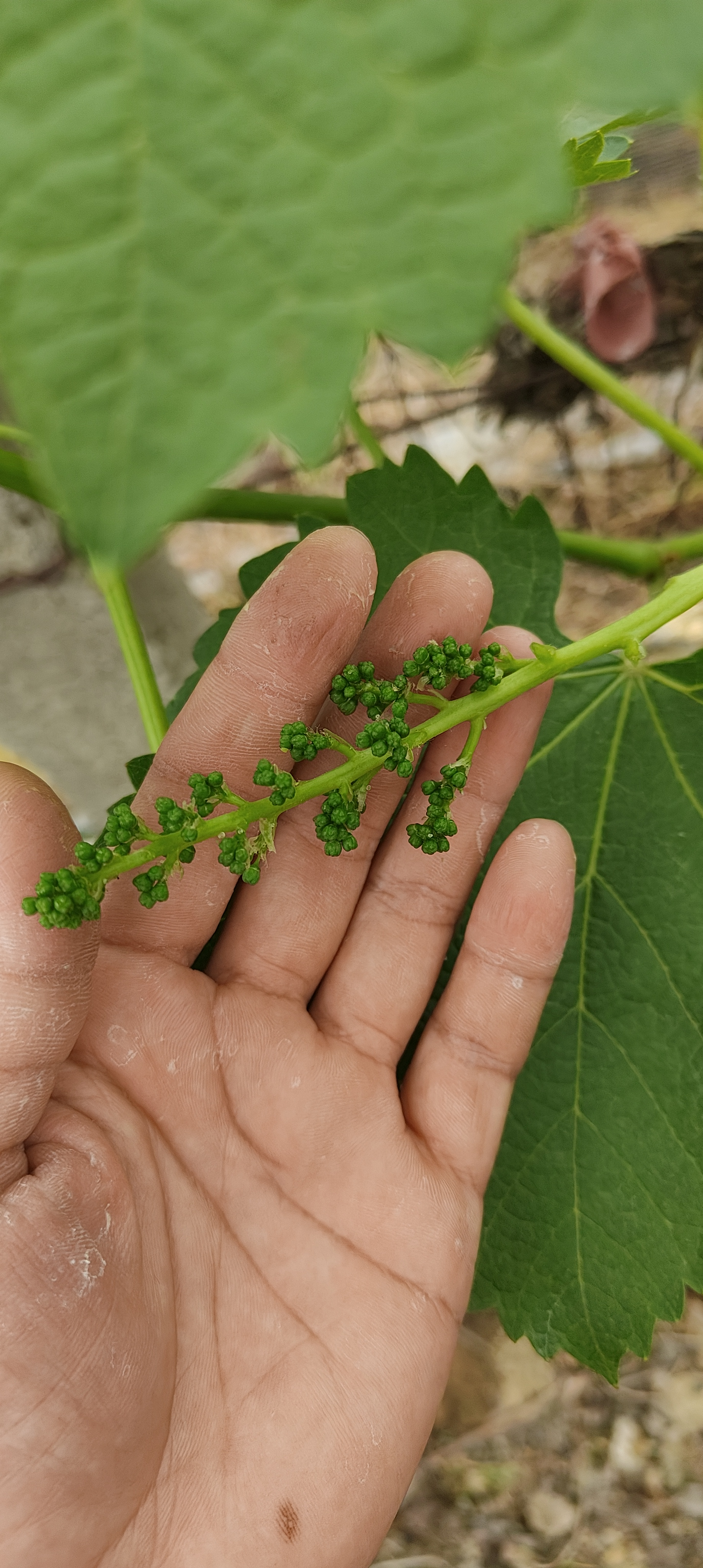 437必赢会员中心阿耶早方案阳光玫瑰花前管理2.png