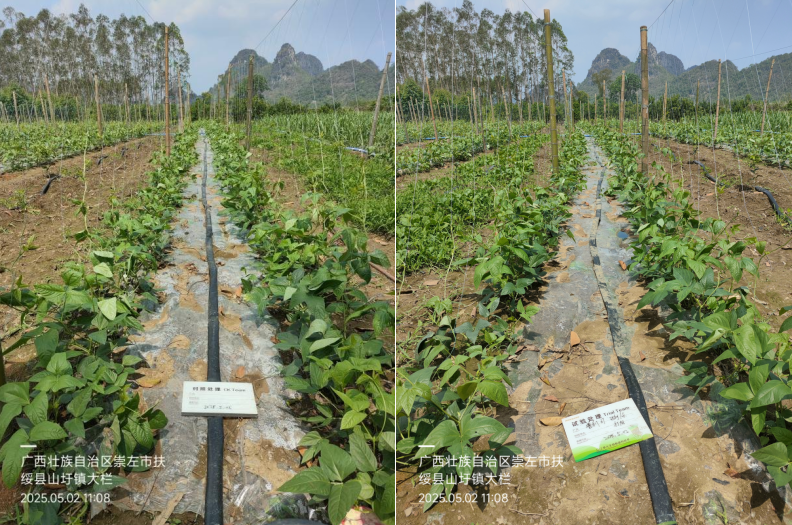 437必赢会员中心普利可肥料豆角管理3.png