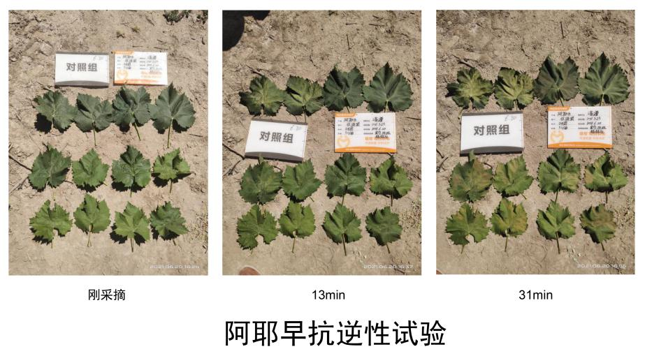 437必赢会员中心普利纳、阿耶早助力阳光玫瑰应对高温8.png