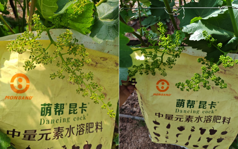 437必赢会员中心昆卡助力克伦生拉花1.png
