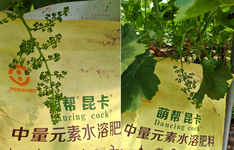 437必赢会员中心昆卡助力克伦生拉花2.png
