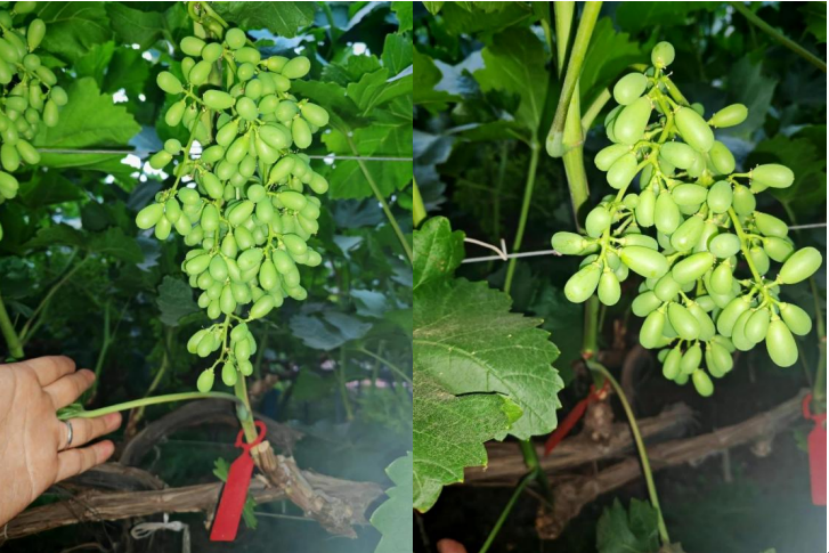阳光玫瑰花小花弱用437必赢会员中心菲飞5.png