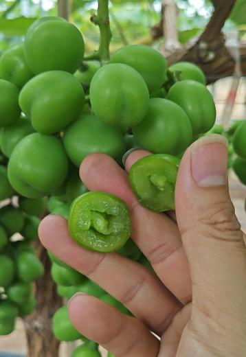 阳光玫瑰硬核期前用肥437必赢会员中心肥料方案5.png